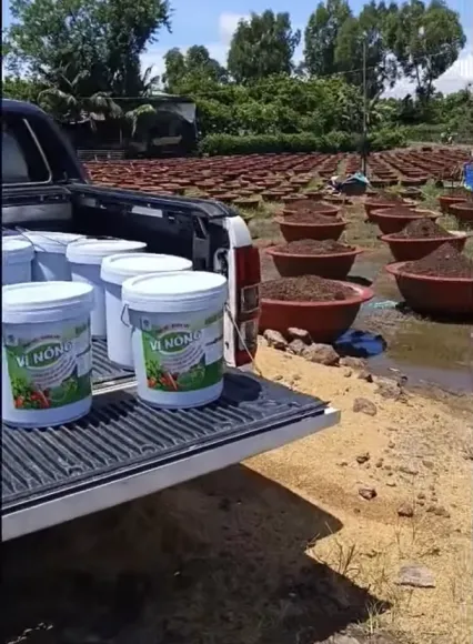 Phân Bón Vì Nông Đang Được Ứng Dụng Thực Tế Trong Quá Trình Chuẩn Bị Vụ Hoa Tết Tại Nhà Vườn