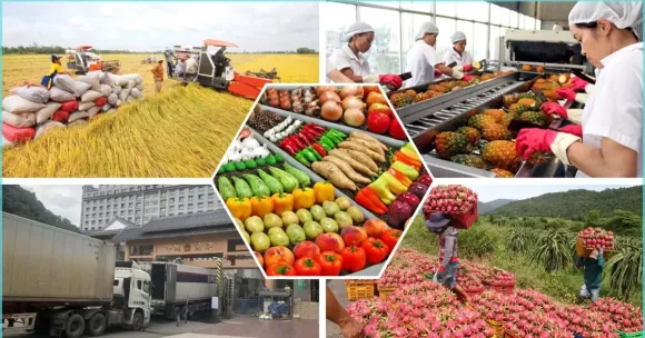Nông Sản Việt Tiếp Tục Bứt Phá: Kim Ngạch Xuất Khẩu Sầu Riêng Và Trái Cây Đạt Kỷ Lục Mới Trong Nửa Đầu Năm